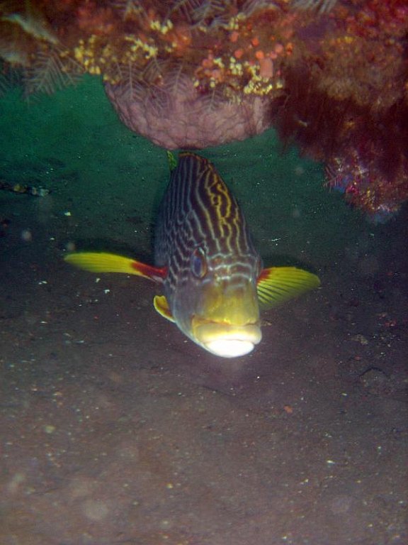 Oriental Sweetlip2 on USS Liberty 